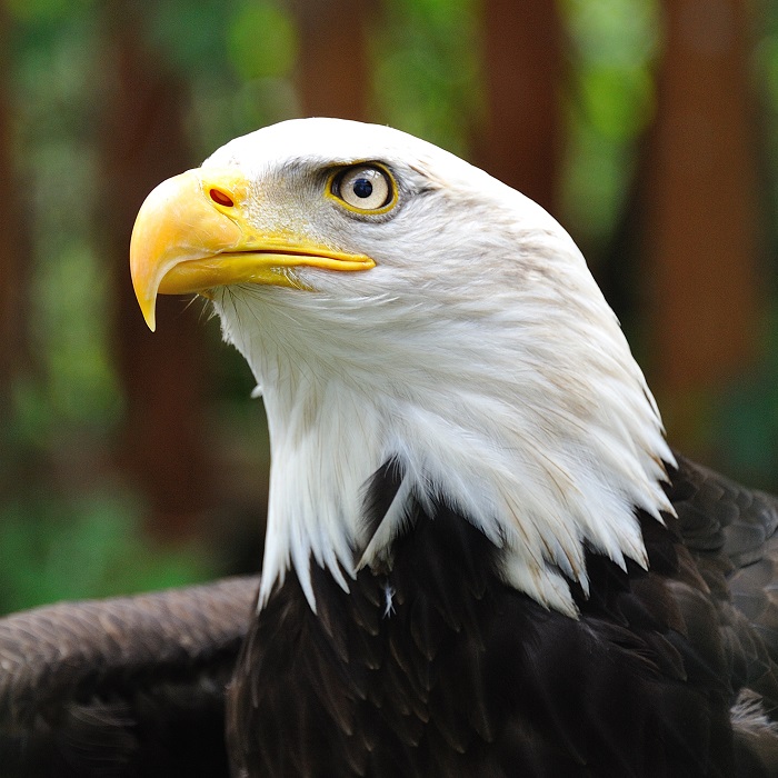 robo-advisor-bald-eagle